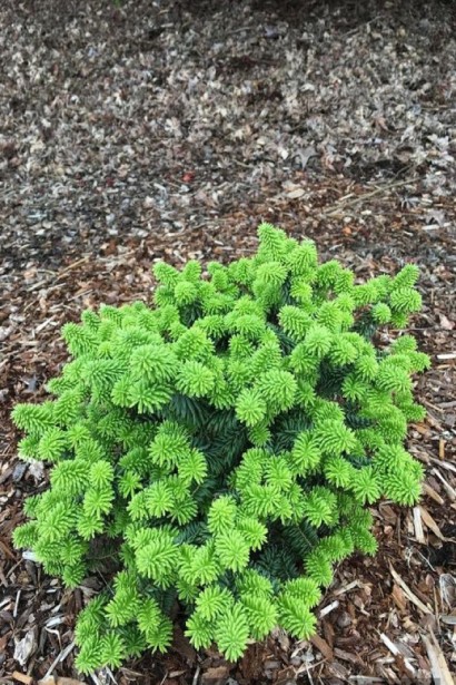 Пихта бальзамическая Нана: компактный карликовый сорт с густой хвоей.